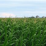 Plantação de milho no Brasil com silos ao fundo, representando venda pela Conab via ProVB para pequenos criadores.