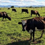Fazenda leiteira em Minas Gerais com vacas pastando, representando restrições ao uso de hormônios em vacas leiteiras pela Justiça Federal de Uberlândia.