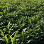 Campos de soja no Brasil representando importações agrícolas no acordo Mercosul-UE.