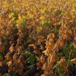 Campos de soja sendo colhidos em Canarana, Mato Grosso, durante a Abertura Nacional da Colheita anunciada pela Aprosoja-MT.