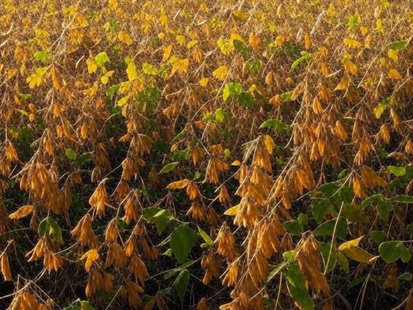 Campos de soja sendo colhidos em Canarana, Mato Grosso, durante a Abertura Nacional da Colheita anunciada pela Aprosoja-MT.