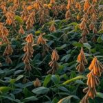 Campos de soja e milho no Brasil, simbolizando recorde de exportações do agronegócio de US$ 169,2 bilhões em 2025.