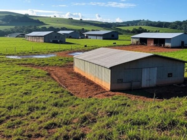 Granja brasileira com criação de frangos e suínos, representando acordo comercial entre Mercosul e União Europeia.