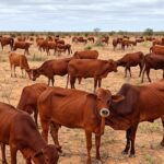 Rebanho de gado Nkone em paisagem seca do sertão brasileiro, resistindo à seca para pecuária sustentável.