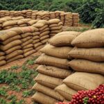 Plantação de café em Minas Gerais com sacos de grãos, representando alarme por excesso de chumbinhos e fechamento de mercado.