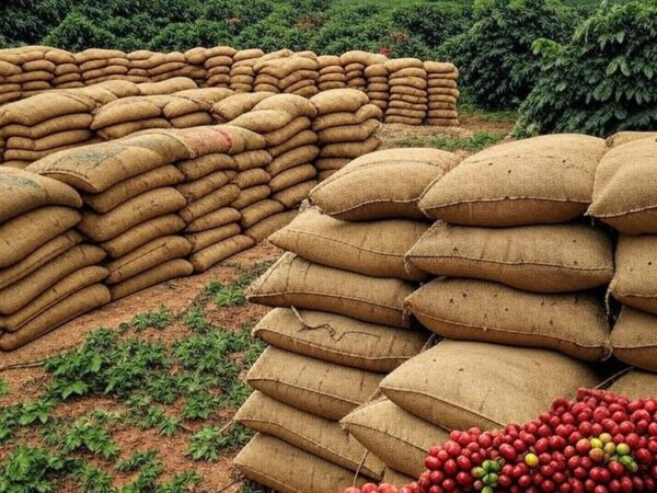 Plantação de café em Minas Gerais com sacos de grãos, representando alarme por excesso de chumbinhos e fechamento de mercado.
