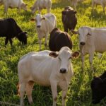 Rebanho de gado em fazenda no Brasil, impulsionando produtividade da pecuária por cruzamentos genéticos.