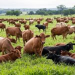 Rebanho de gado em fazenda brasileira, representando desafios no setor bovino com perdas por abscessos e resíduos de medicamentos.