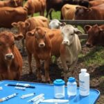 Rebanho de bovinos em fazenda no interior de São Paulo durante vacinação obrigatória contra brucelose.