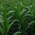 Lavoura de milho no Brasil afetada por cigarrinha, impulsionando soluções biológicas para 2026.