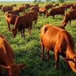 Rebanho de gado de corte em fazenda brasileira, destacando vacas prenhes no Cerrado, impulsionando taxas de prenhez via IATF.