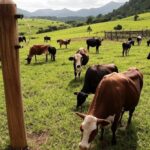 Vacas em fazenda brasileira com alto-falantes tocando música clássica de Beethoven e Mozart para elevar produção de leite.