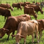 Rebanho de gado de corte em fazenda brasileira, ilustrando tecnologia de variabilidade gamética para pecuária.