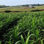 Plantação rural no Brasil representando produtores rurais afetados pela reforma tributária e obrigatoriedade de CNPJ a partir de 2026.