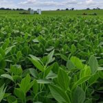 Plantação de soja no Brasil, refletindo impacto de relatório USDA sobre produção nos EUA e queda na CBOT.