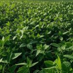 Plantação de soja no Brasil, ilustrando estimativa elevada do USDA para 178 milhões de toneladas.