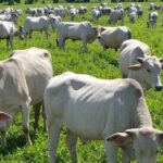 Fazenda de pecuária brasileira com gado nelore em pastagens sustentáveis, impulsionando competitividade via investimentos em genética.