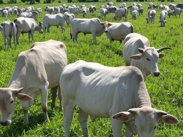 Fazenda de pecuária brasileira com gado nelore em pastagens sustentáveis, impulsionando competitividade via investimentos em genética.