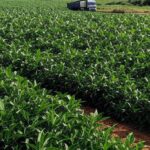 Plantação de soja no Brasil ameaçada por sobretaxas comerciais impostas por Trump a negociações com Irã.