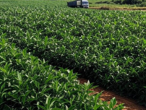 Plantação de soja no Brasil ameaçada por sobretaxas comerciais impostas por Trump a negociações com Irã.