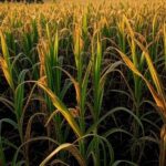 Plantação de milho no Rio Grande do Sul durante o início da colheita, impactando preços no mercado brasileiro.