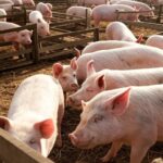 Granja de suínos no Brasil com porcos em currais, representando preços firmes e exportações recordes em 2025 segundo Cepea.