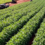 Campo de soja no Mato Grosso durante colheita da safra 2026, com colheitadeiras e caminhões focados em logística para reduzir perdas.