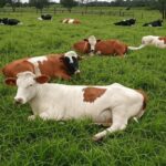 Fazenda no RS com vacas leiteiras mortas por suspeita de intoxicação em Novo Xingu.