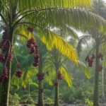 Plantação de açaí na Amazônia, declarada fruta nacional do Brasil para combater biopirataria.