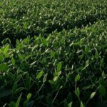 Plantação de soja com painéis solares e irrigação moderna no Brasil, representando investimento do BNDES em sustentabilidade e inovação no agronegócio.