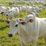 Rebanho de gado Nelore PO em fazenda brasileira, simbolizando abate técnico com 60,5% de rendimento acima da média nacional.