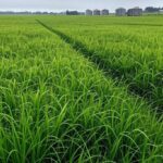 Campos de arroz no Rio Grande do Sul com silos ao fundo, representando mercado lento e oscilações de preços.