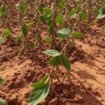 Plantação de soja no Paraná com solo seco devido à seca, em estilo fotojornalístico.