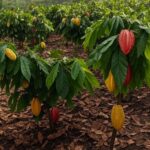 Plantação de cacau no Brasil com frutos maduros, ilustrando queda na moagem e crescimento das exportações.