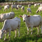 Fazenda de pecuária tropical brasileira com rebanho de vacas e elementos de inseminação artificial em pastagens verdes.