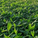 Plantação de soja no Brasil, simbolizando exportações para a China de soja e carne bovina.