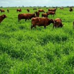 Pastagem verde no Brasil com gado bovino durante período chuvoso, ilustrando manejo para ganho de peso acima de 1 kg/dia.