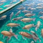 Tanques de criação de tilápia em fazenda no Paraná, representando proteção a produtores locais contra importações.