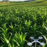Plantação agropecuária em Santa Catarina com tecnologias modernas como drones e sensores em campos de milho e soja.