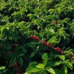 Plantação de café em Minas Gerais, Brasil, com frutos vermelhos maduros em arbustos verdes.