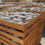 Caixas de tilápia importada do Vietnã empilhadas em armazém no Porto de Paranaguá, Paraná, Brasil.