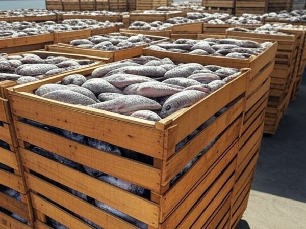 Caixas de tilápia importada do Vietnã empilhadas em armazém no Porto de Paranaguá, Paraná, Brasil.