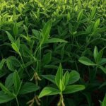 Campo de soja no Brasil com plantas verdes e solo avermelhado, representando projeção de safra recorde.