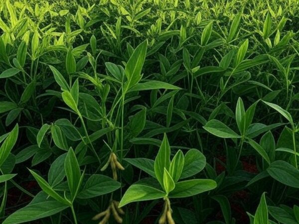 Campo de soja no Brasil com plantas verdes e solo avermelhado, representando projeção de safra recorde.