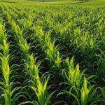 Plantação de milho doce e feijão no interior do Brasil, com múltiplas safras colhidas no mesmo talhão em um ano.