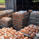 Granja de ovos no interior brasileiro com pilhas de ovos em caixas, representando alta nos preços de ovos em 2026.