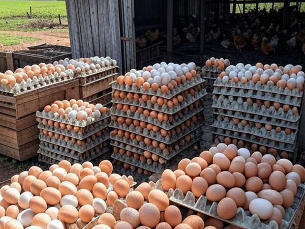Granja de ovos no interior brasileiro com pilhas de ovos em caixas, representando alta nos preços de ovos em 2026.