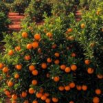 Laranjal brasileiro com frutos maduros, simbolizando ganhos com acordo Mercosul-UE para suco de laranja.