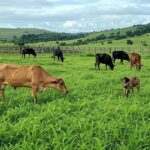 Fazenda de gado no Brasil com bois pastando, ilustrando recuo no preço da arroba do boi gordo devido a demanda fraca.