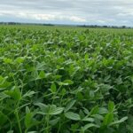 Campos de soja no Brasil Central, representando ameaça a recursos para seguro rural por veto presidencial.